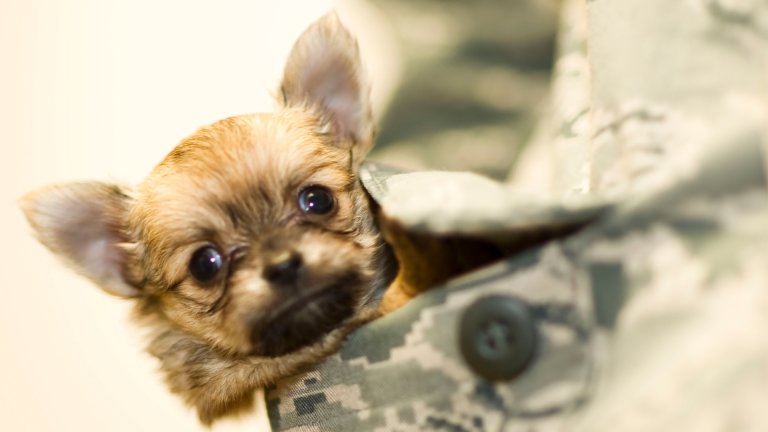 The Air Force is very sorry about killing your pets